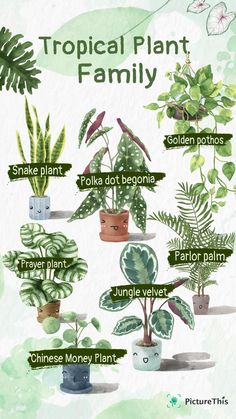 a bunch of plants that are labeled in different colors and sizes, with the words tropical plant family on them