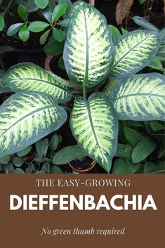 the easy - growing diffenbacchia is an excellent way to grow and care for