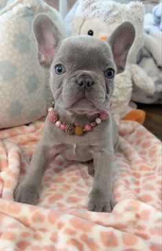 a small gray dog sitting on top of a bed