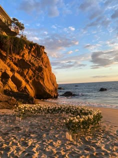 flowers are growing on the sandy beach next to the water's edge at sunset