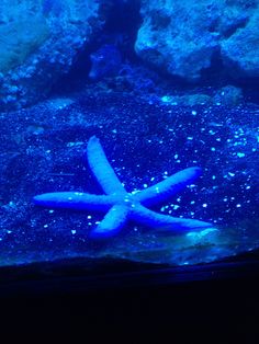 a blue starfish in an aquarium tank