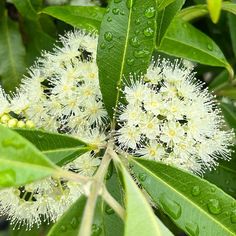 Backhousia citriodora - Lemon Scented Myrtle - The Curious Gardener Goldfish Plant, Lemon Myrtle, Australian Native Plants, Native Garden