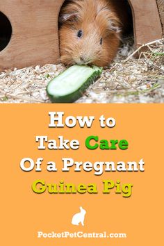 a guinea pig with cucumbers in its mouth and the title how to take care of a pregnant guinea pig