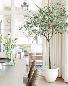 an olive tree in a white pot next to a dining room table with wicker chairs