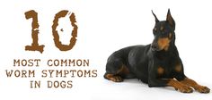 a black and brown dog laying next to the words 10 most common worm sympts in dogs