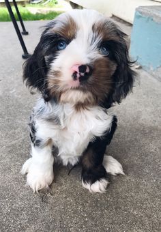 a small dog sitting on top of a sidewalk