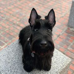 a small black dog sitting on top of a cement bench next to a brick walkway