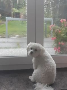 a small white dog sitting in front of a sliding glass door looking out the window