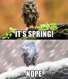 an owl sitting on top of a tree branch in the rain with caption that reads, it's spring nope