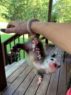 a small animal being held up by someone's hand on a deck with trees in the background