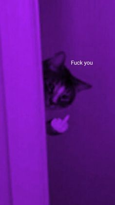 a cat peeking out from behind a purple wall with the words f k you on it