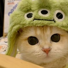 a cat wearing a green hat with googly eyes