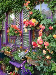 an assortment of flowers and plants in front of a purple window sill with shutters