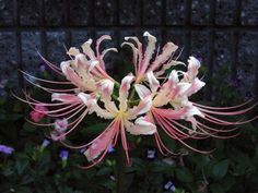 a pink and white flower in front of some purple flowers