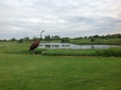 a large bird standing on top of a lush green field