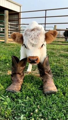 a brown and white cow wearing cowboy boots