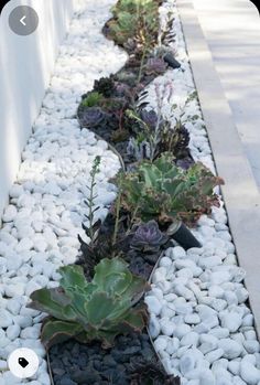 there are many different plants growing in the rock lined garden bed on this side walk