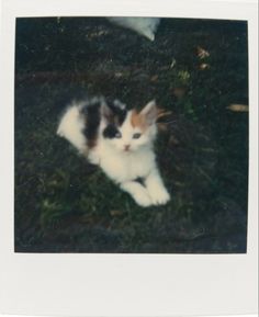 a black and white cat laying in the grass