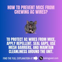 This article explain and answer the question How to Prevent Mice from Chewing AC Wires? Ac Wiring, Natural Repellent, Expanding Foam, Answer The Question, Live Wire, Electrical Safety, Thermal Imaging