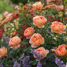 an assortment of flowers in a garden with orange and pink blooms on the stems, surrounded by other plants