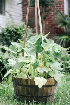 a wooden bucket filled with lots of green plants in the middle of a grass covered yard