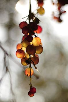 the fruit is hanging from the tree branch