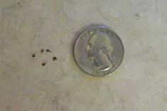 a penny sitting on top of a white counter next to some brown bugs in the floor