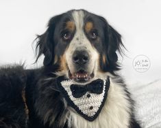 a black and white dog wearing a bow tie on top of a bed in front of a white wall