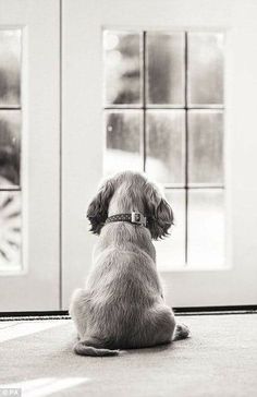 a black and white photo of a dog sitting in front of a door