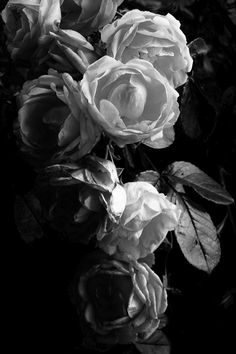 black and white photograph of roses with leaves in the foreground, on a dark background