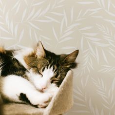 a cat sleeping on top of a chair next to a wall with white leaves painted on it