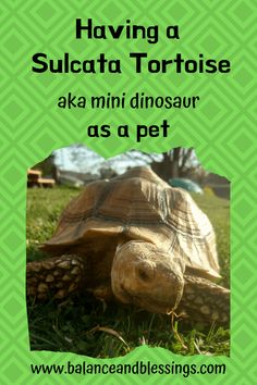 a tortoise with the words having a sulcata tortoise aka mini dinosaur as a pet