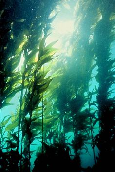 the sun shines through seaweed in an aquarium