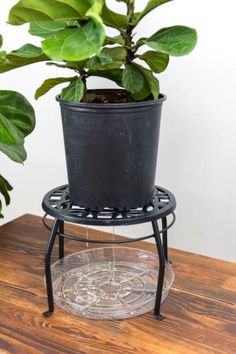 a potted plant sitting on top of a metal stand next to a glass plate