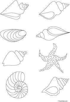 an image of seashells coloring page