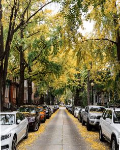 many cars parked on the side of a street with trees lining both sides and yellow leaves covering the ground