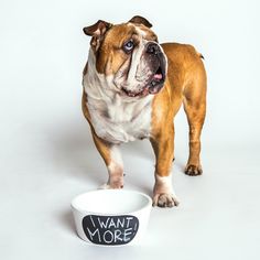 a brown and white dog standing next to a bowl that says want more on it