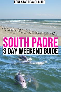 two dolphins swimming in the ocean with text that reads south padre 3 day weekend guide