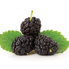 blackberries with green leaves on a white background