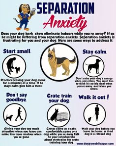 a poster with instructions on how to train your dog