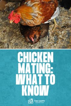 How Do Chickens Mate? | The Happy Chicken Coop Chickens Backyard, Chicken Coop, The Happy, Coop, Ducks, Need To Know, Egg, Yard