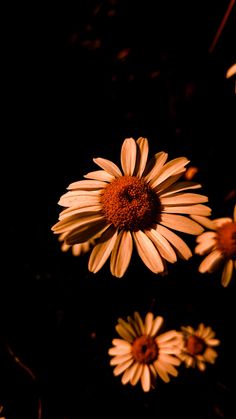 some very pretty flowers in the dark with one flower blooming from it's center