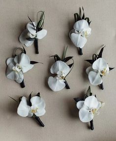 six white flowers are arranged on a beige surface with black stems and green leaves in the center