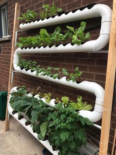 several plants are growing on the side of a brick building with pipes attached to it