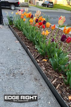 the flowers are blooming in the flower bed on the side of the road,