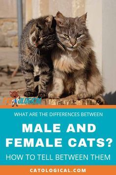 two cats sitting next to each other with the caption what are the differences between male and female cats?