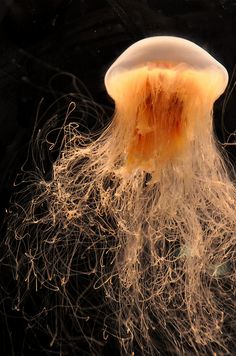 an orange and white jellyfish floating in the water with lots of hair on it's head