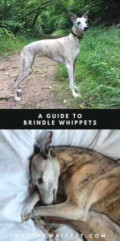 Brindle Whippets Brindle Whippet, Blue Whippet, Whippet Puppies, Whippet Dog, Middle English, Old Norse, Dog Facts, Dark Mark, Tiger Stripes