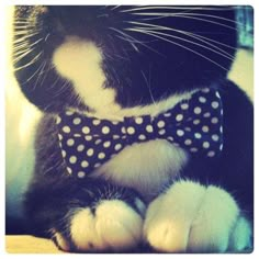 a black and white cat wearing a polka dot bow tie sitting on top of a table