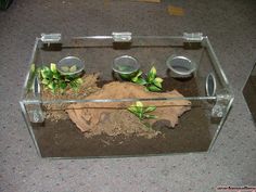 an aquarium filled with dirt and plants on top of a floor next to a wall